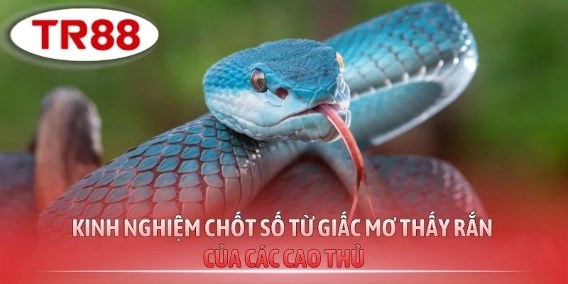 Kinh nghiệm chốt số từ giấc mơ thấy rắn của các cao thủ
